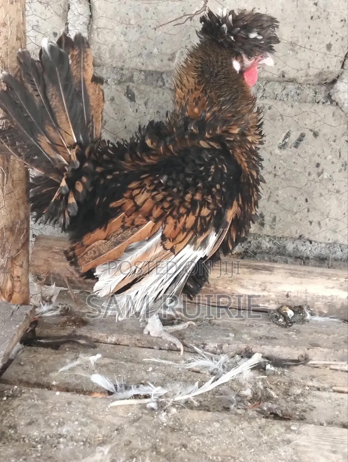 Frizzle Bantam for Sale