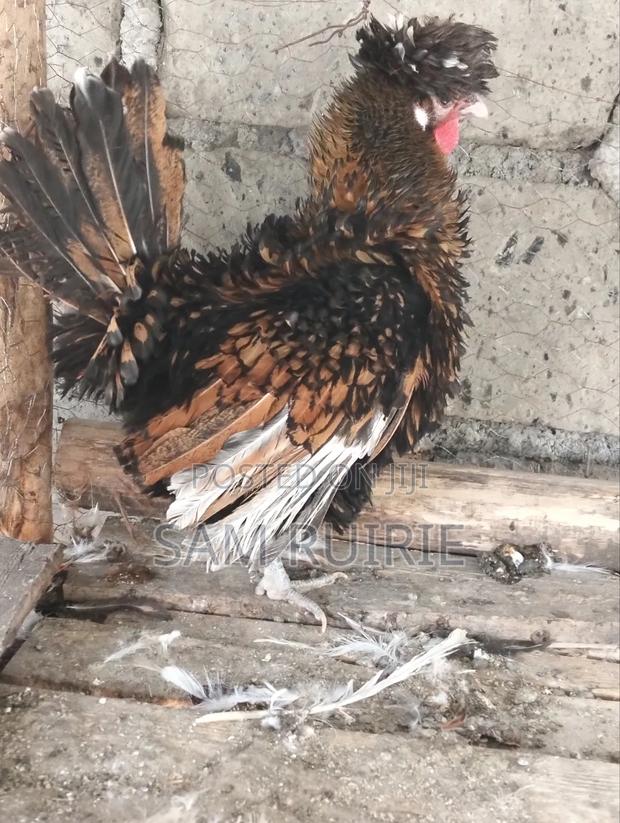 Bantam for Sale - thumbnail 4