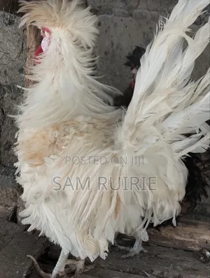 Frizzle Bantam for Sale