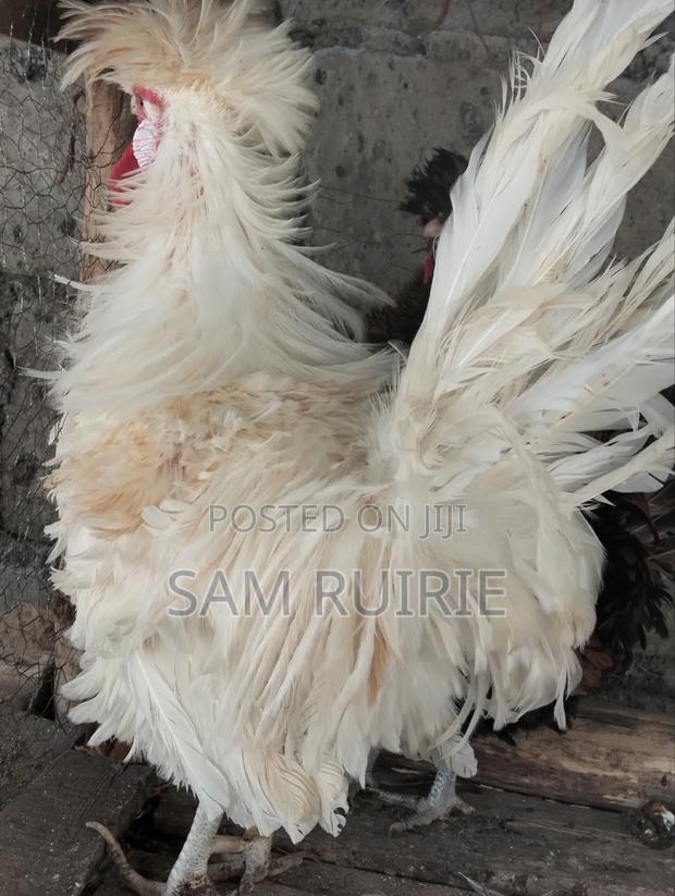 Bantam for Sale - thumbnail 5