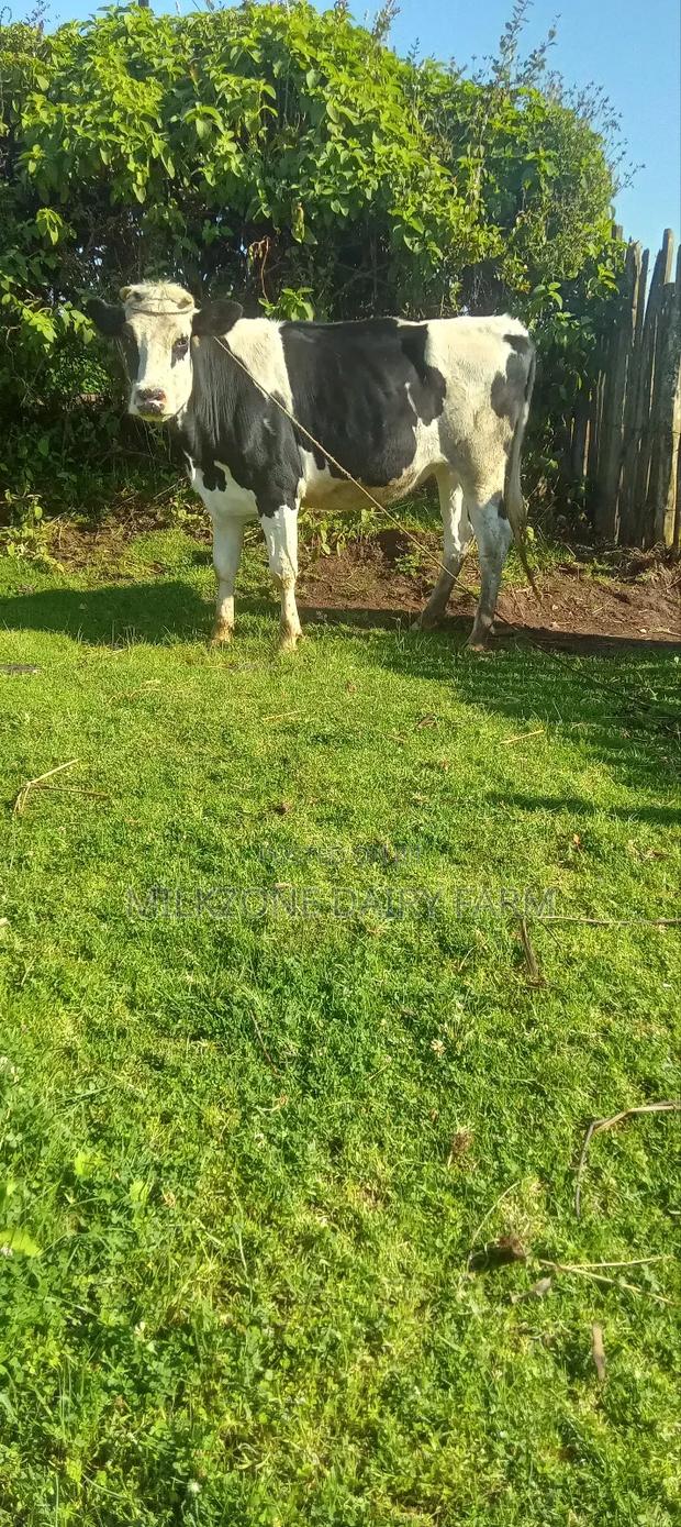Good Frisian Cow