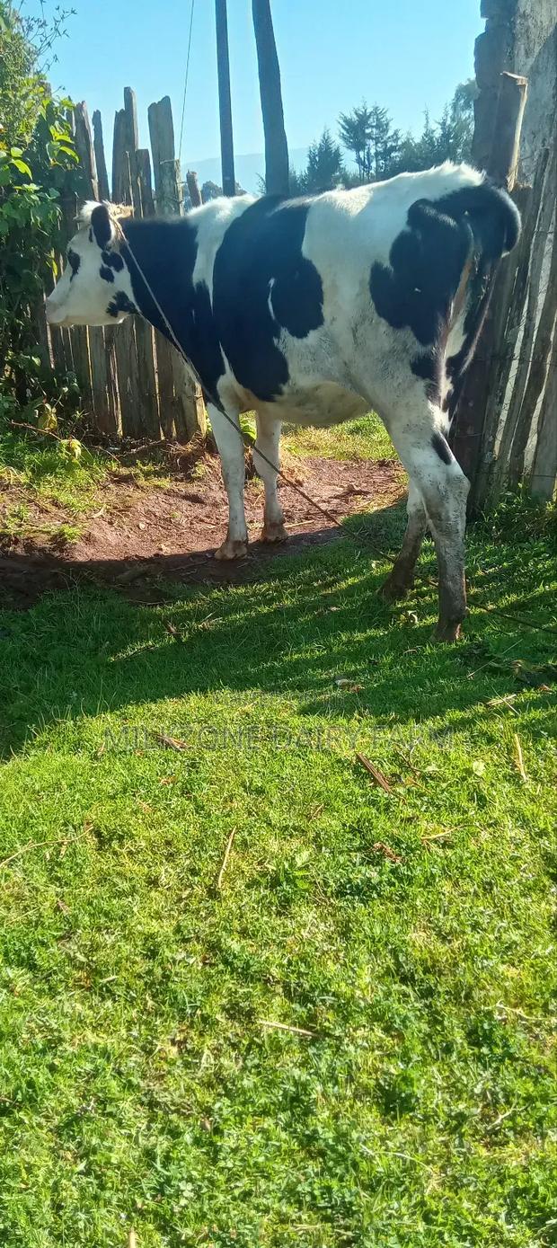 Good Frisian Cow - thumbnail 2