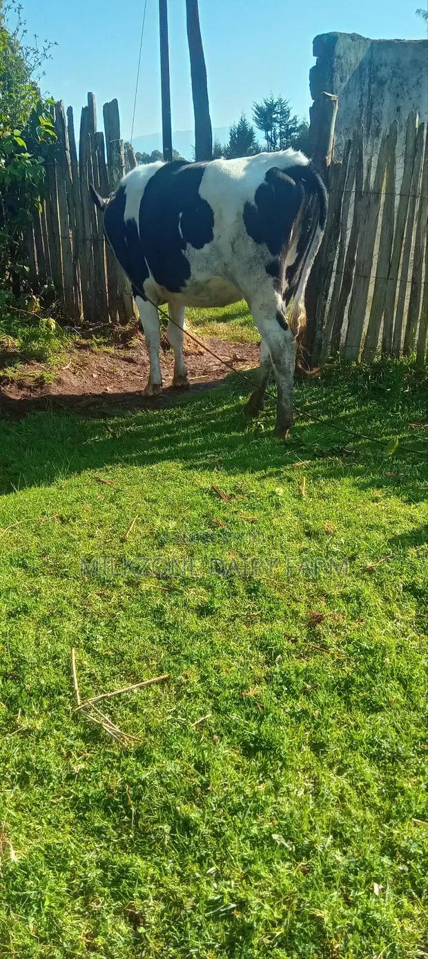 Good Frisian Cow - thumbnail 3