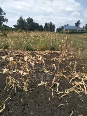 Prime 1/4 Acre Sale ,Btw Makutano Sagana,600mtrs 4rm Dual Hgwy