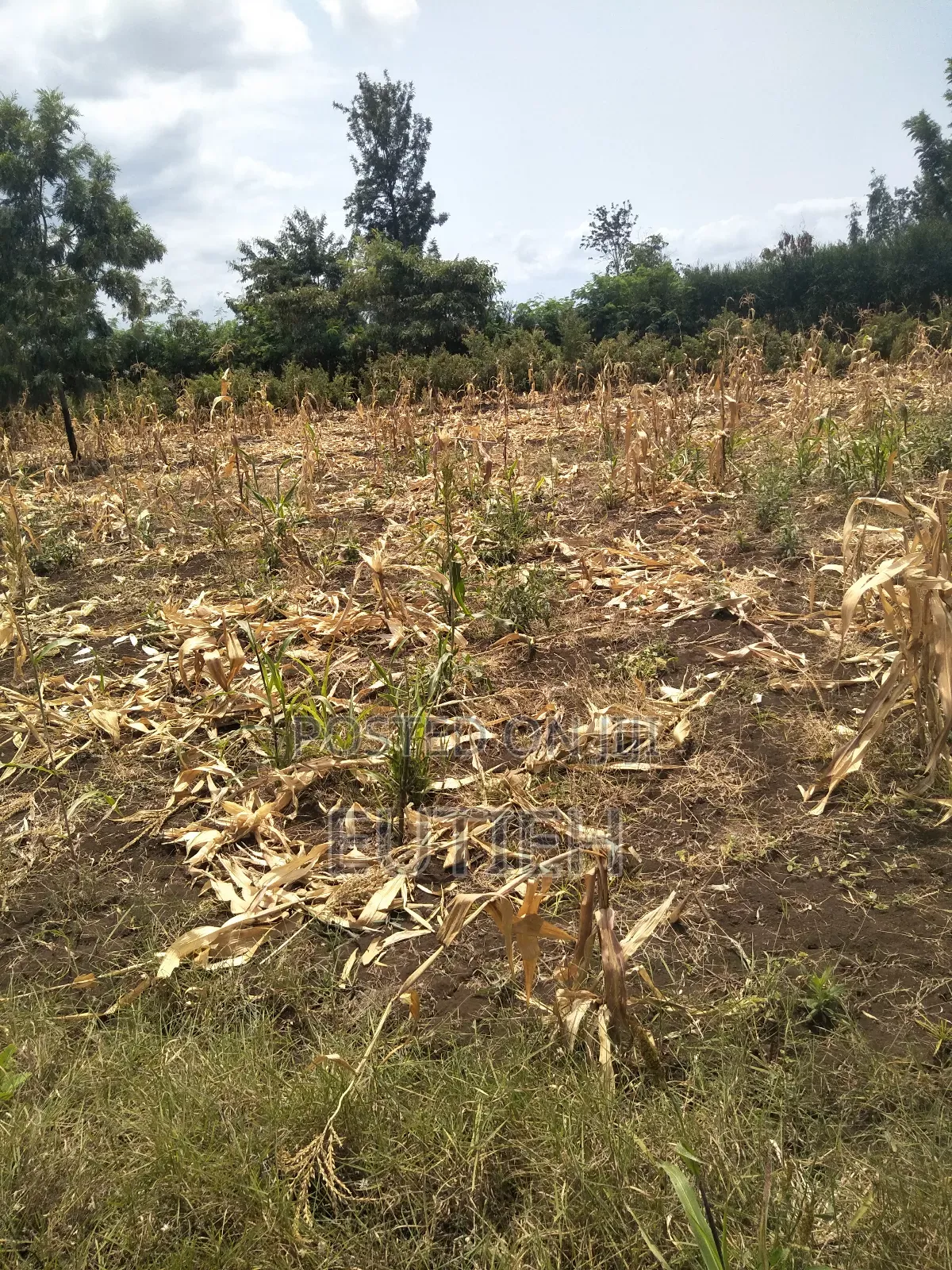 Prime 1/4 Acre Sale ,Btw Makutano Sagana,600mtrs 4rm Dual Hgwy