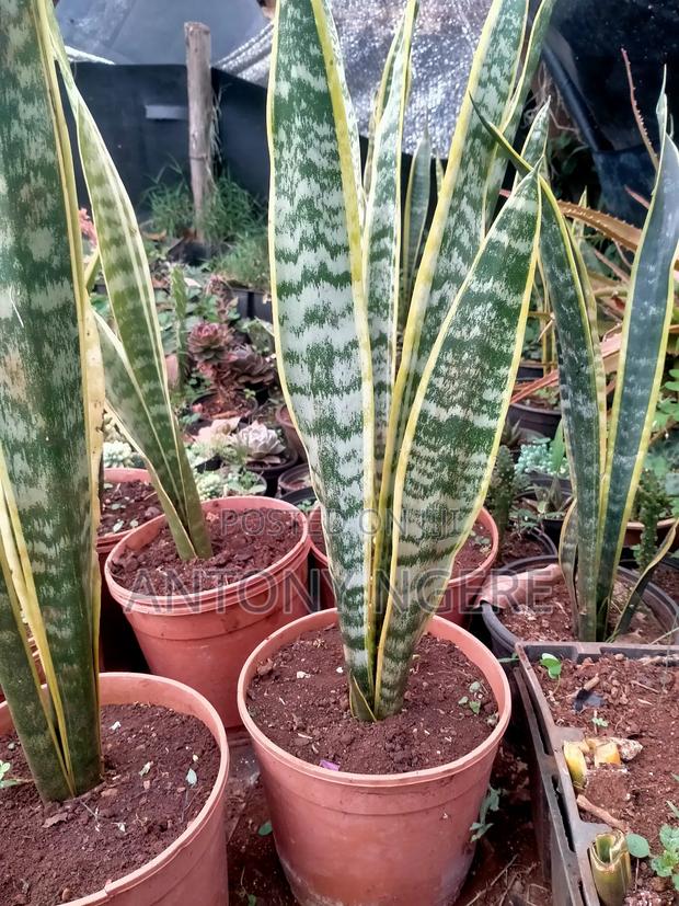 Snake Plant - main view