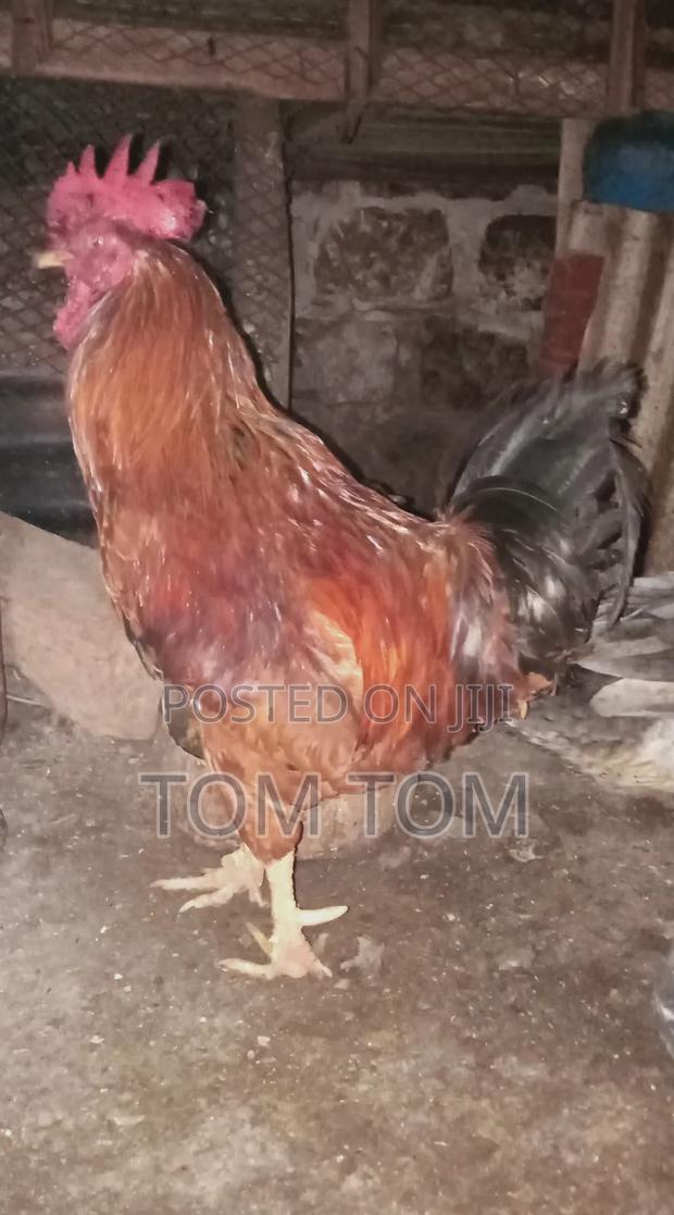 Jogoo Kienyeji - main view