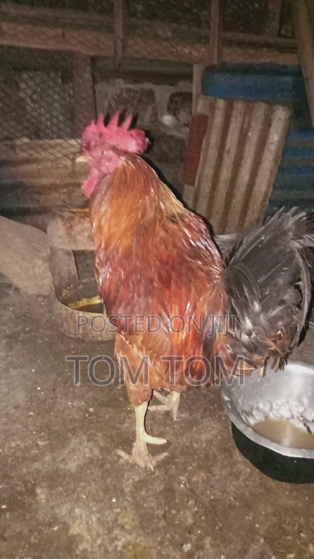 Jogoo Kienyeji - thumbnail 2