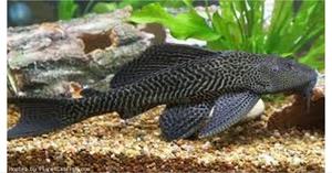 Catfish Fish Available - thumbnail 2