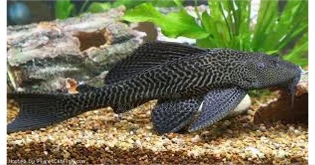 Catfish Fish Available - main view