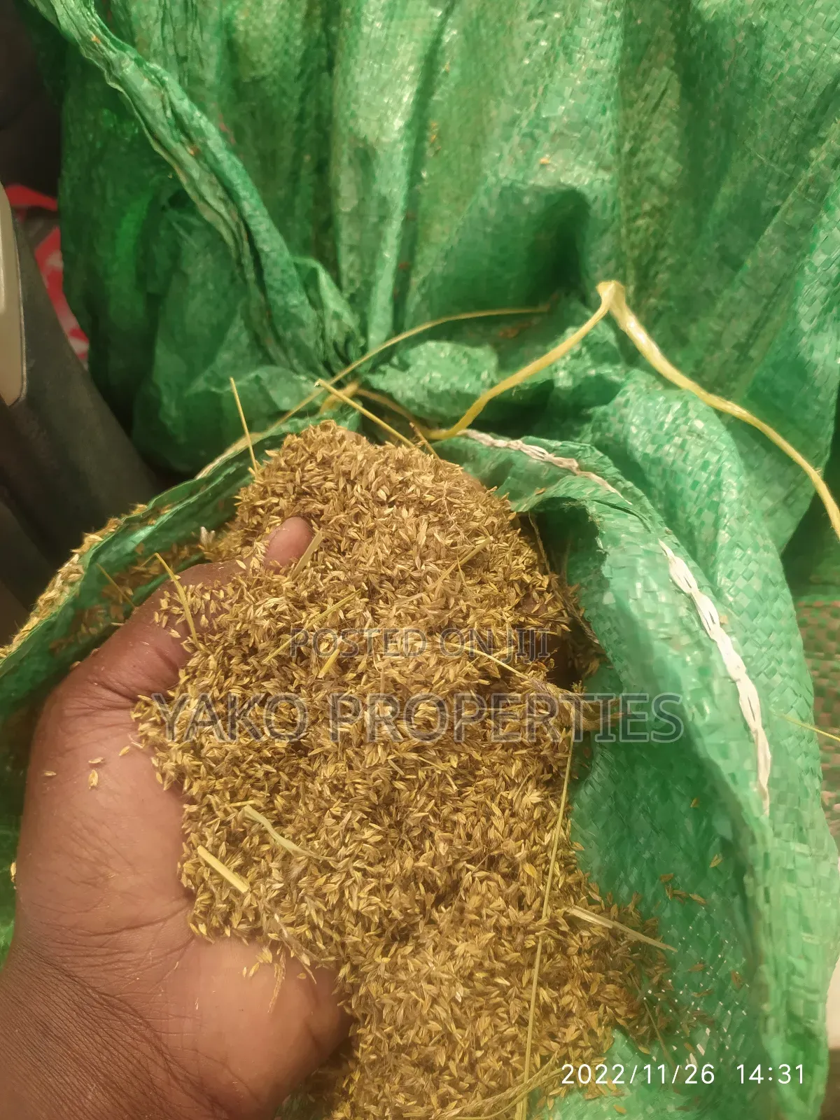 Boma Rhodes Seeds