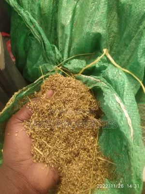 Boma Rhodes Seeds