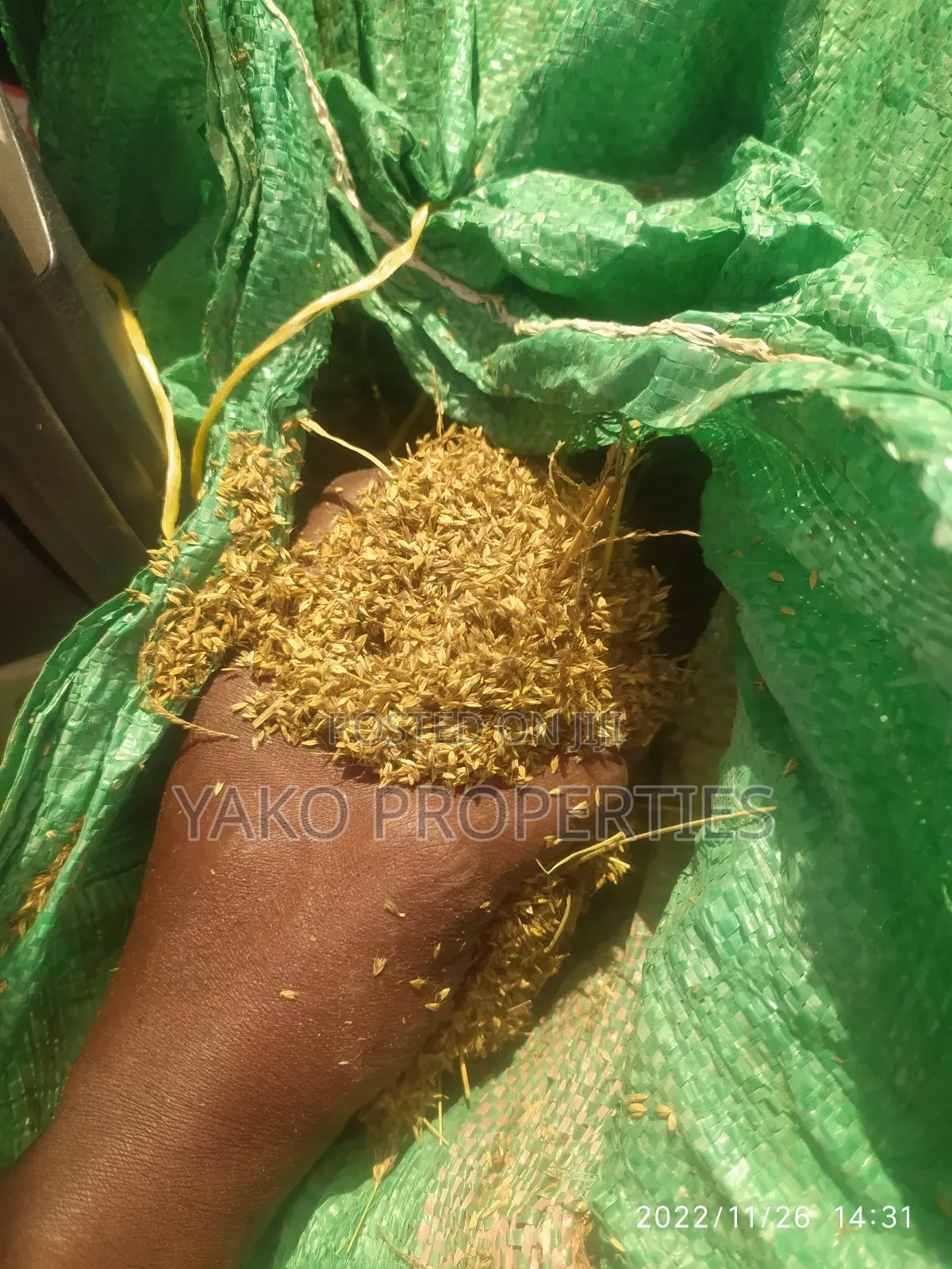 Boma Rhodes Seeds