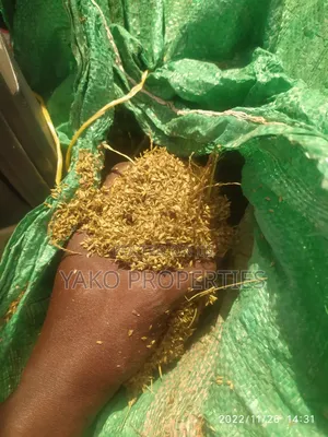 Boma Rhodes Seeds
