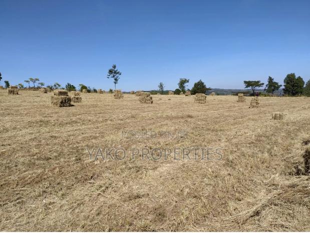 Boma Rhodes Seeds - thumbnail 3