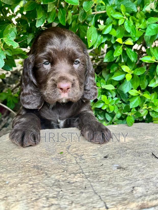 0-1 month Male Purebred Cocker Spaniel - thumbnail 5