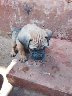 1-3 months Male Purebred Boerboel