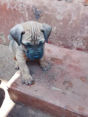 1-3 months Male Purebred Boerboel