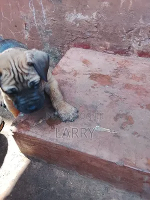 1-3 months Male Purebred Boerboel