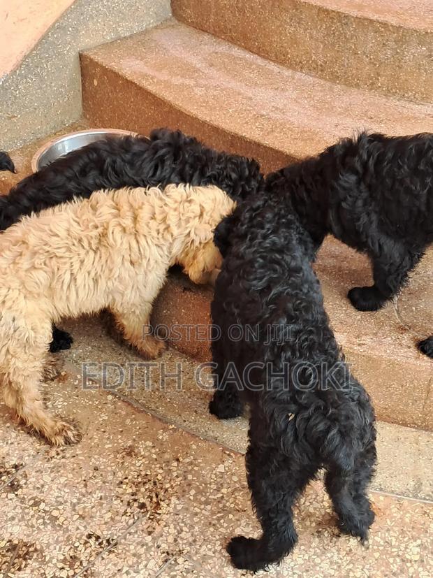 1-3 months Female Purebred Poodle - thumbnail 3