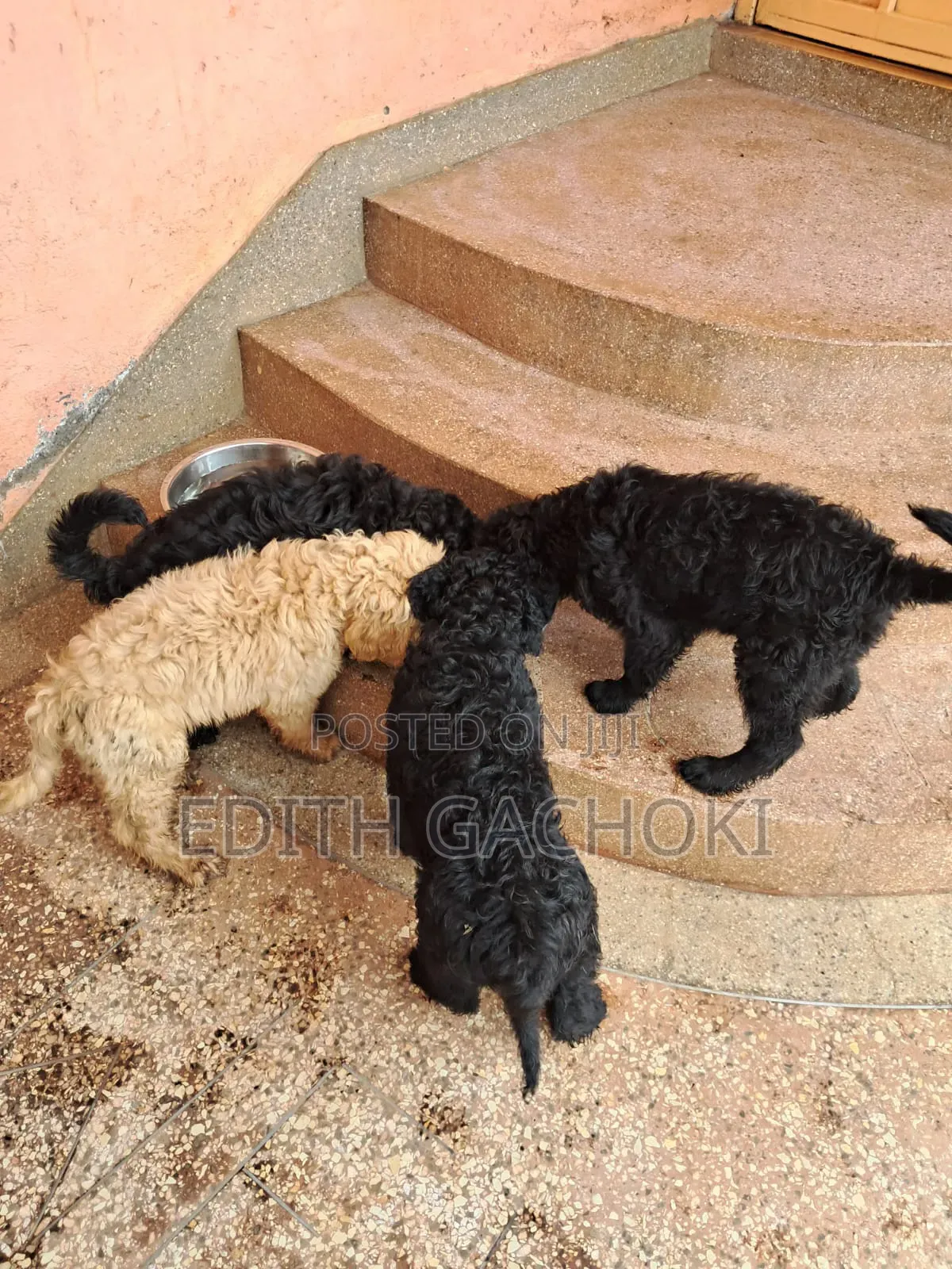 1-3 months Female Purebred Poodle