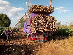 Sisal Poles Delivery Service.