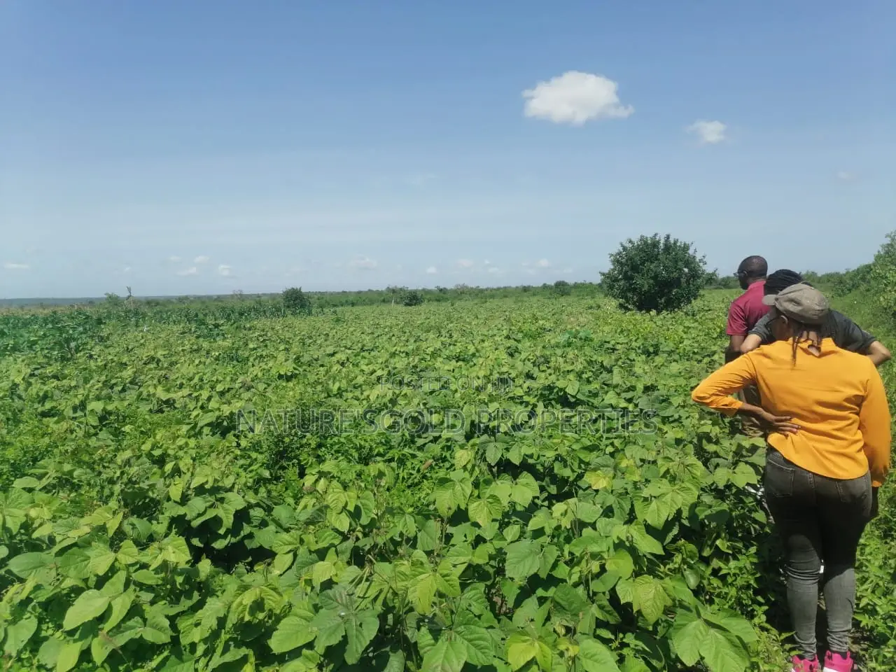Prime Affordable 30-Acre Fertile Ranches in Malindi