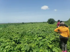 Prime Affordable 30-Acre Fertile Ranches in Malindi