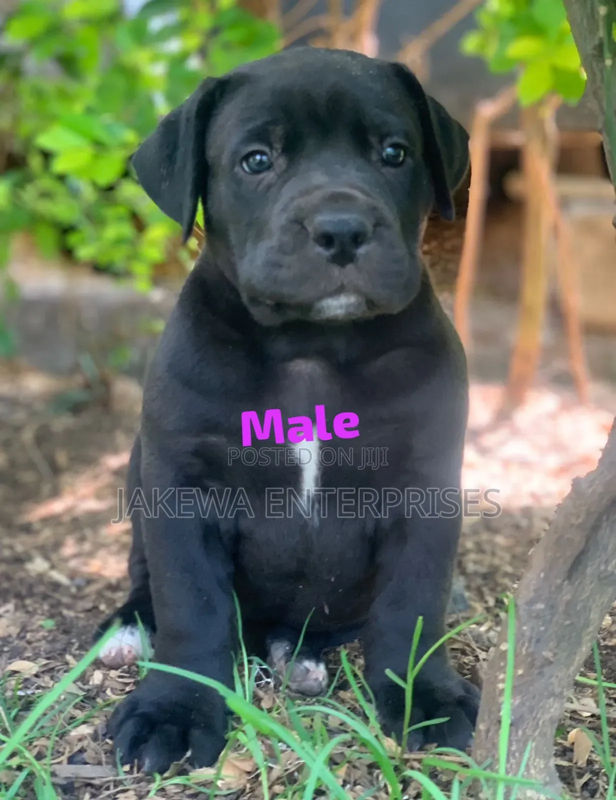 1-3 months Male Purebred Boerboel