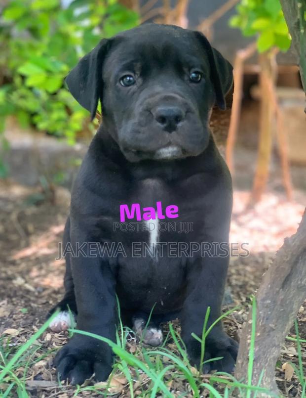 1-3 months Male Purebred Boerboel