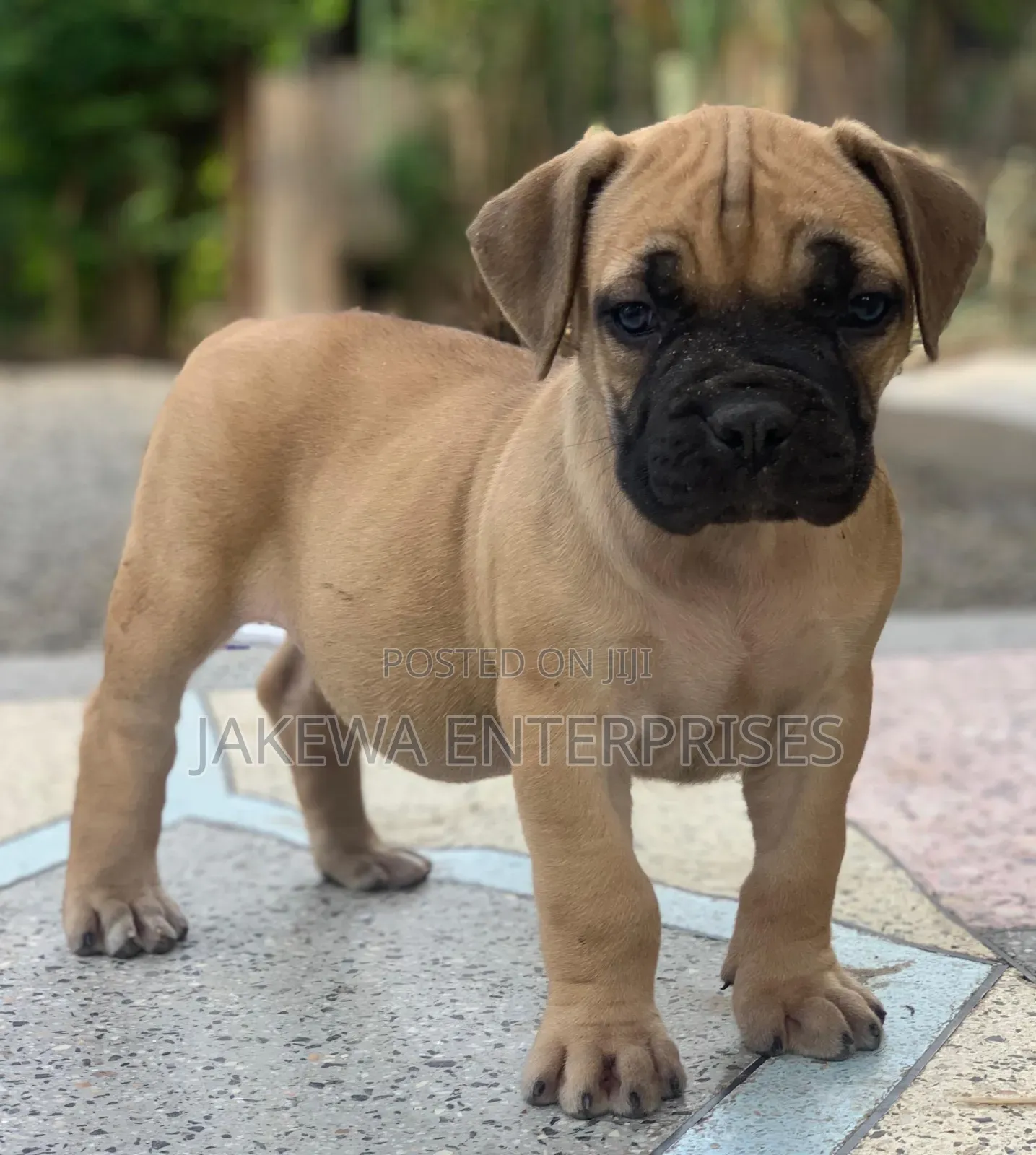 1-3 months Male Purebred Boerboel