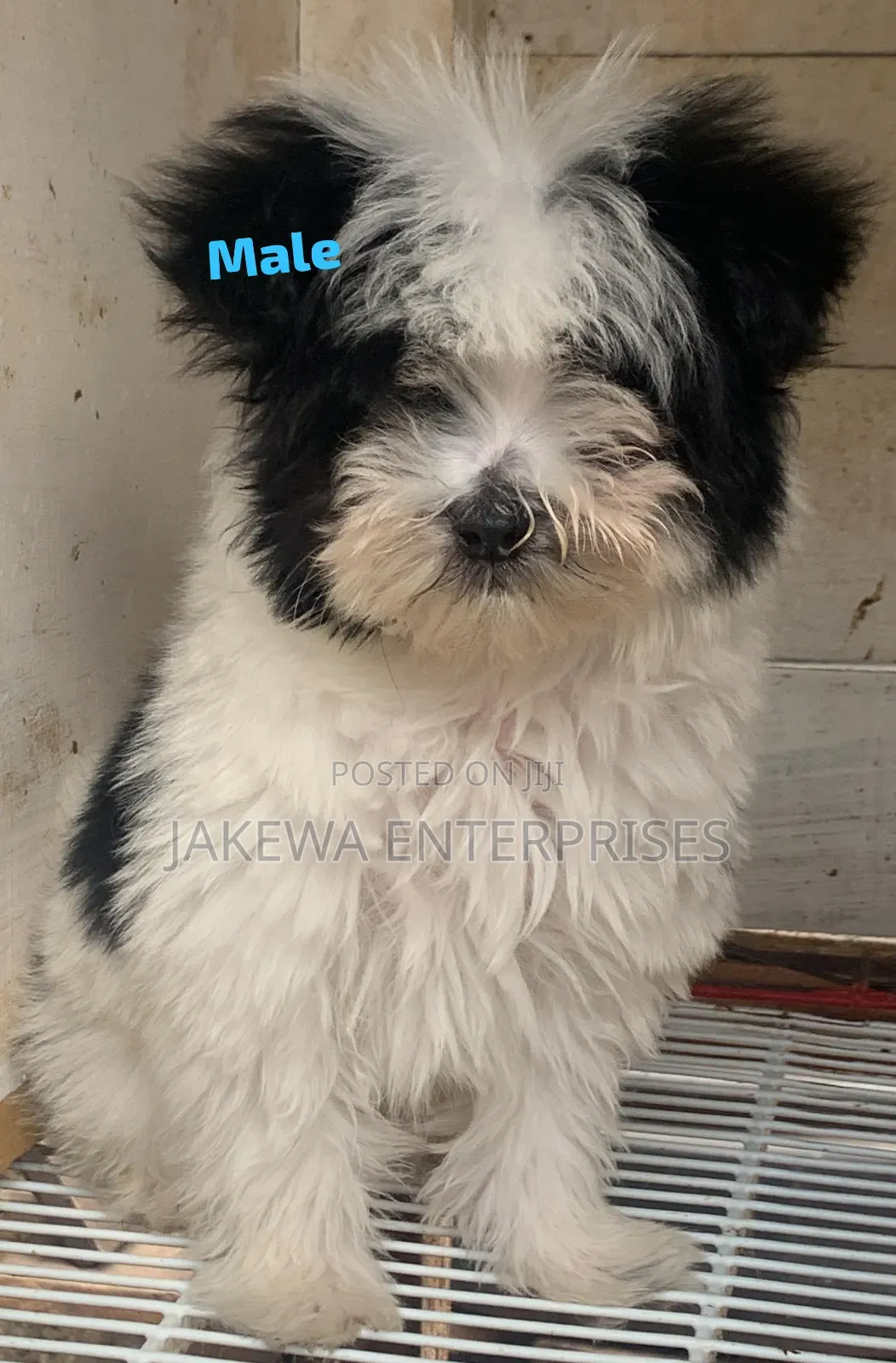 1-3 months Male Purebred Havanese