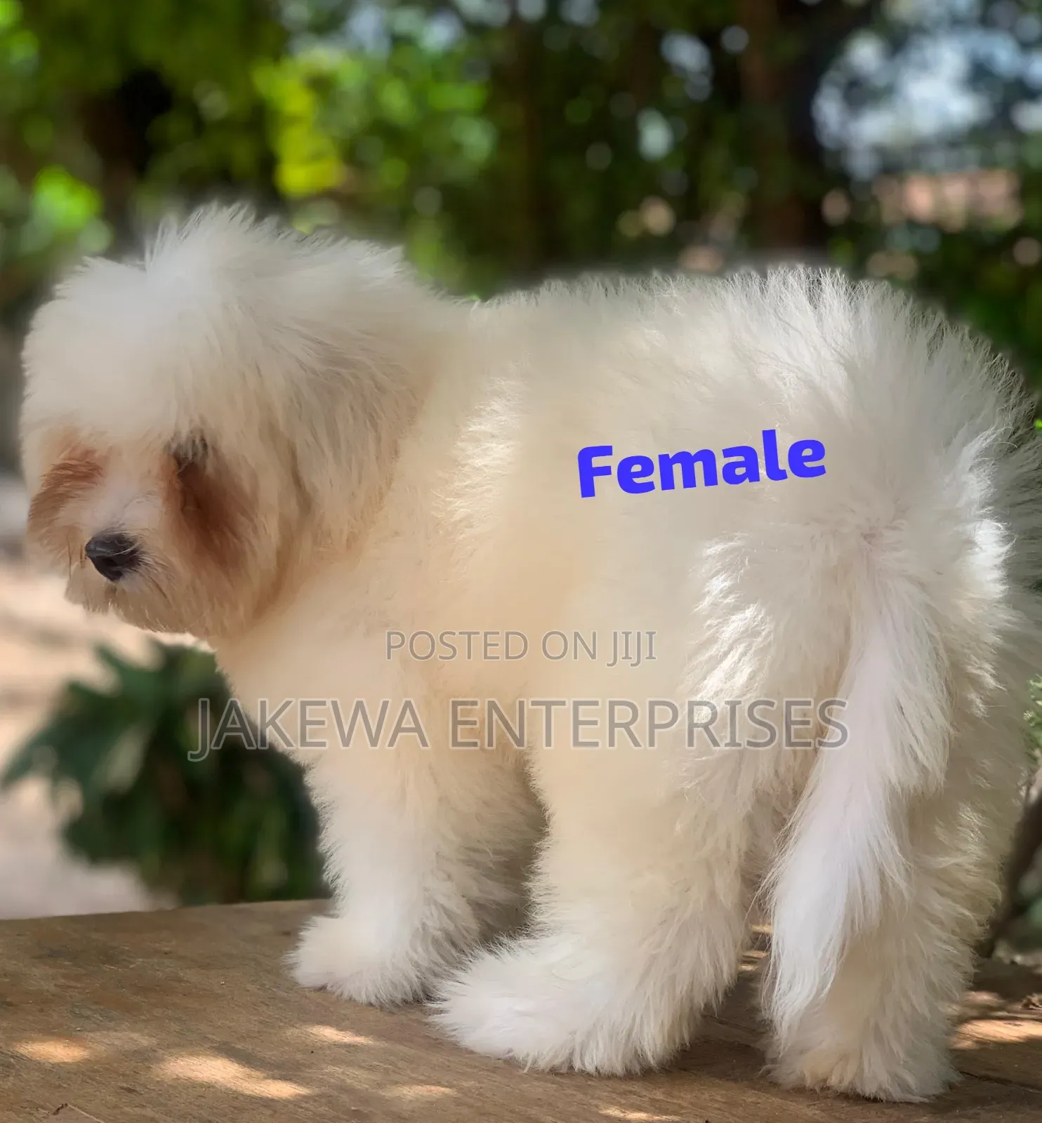 1-3 months Female Purebred Havanese