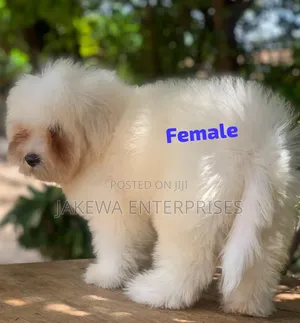 1-3 months Female Purebred Havanese