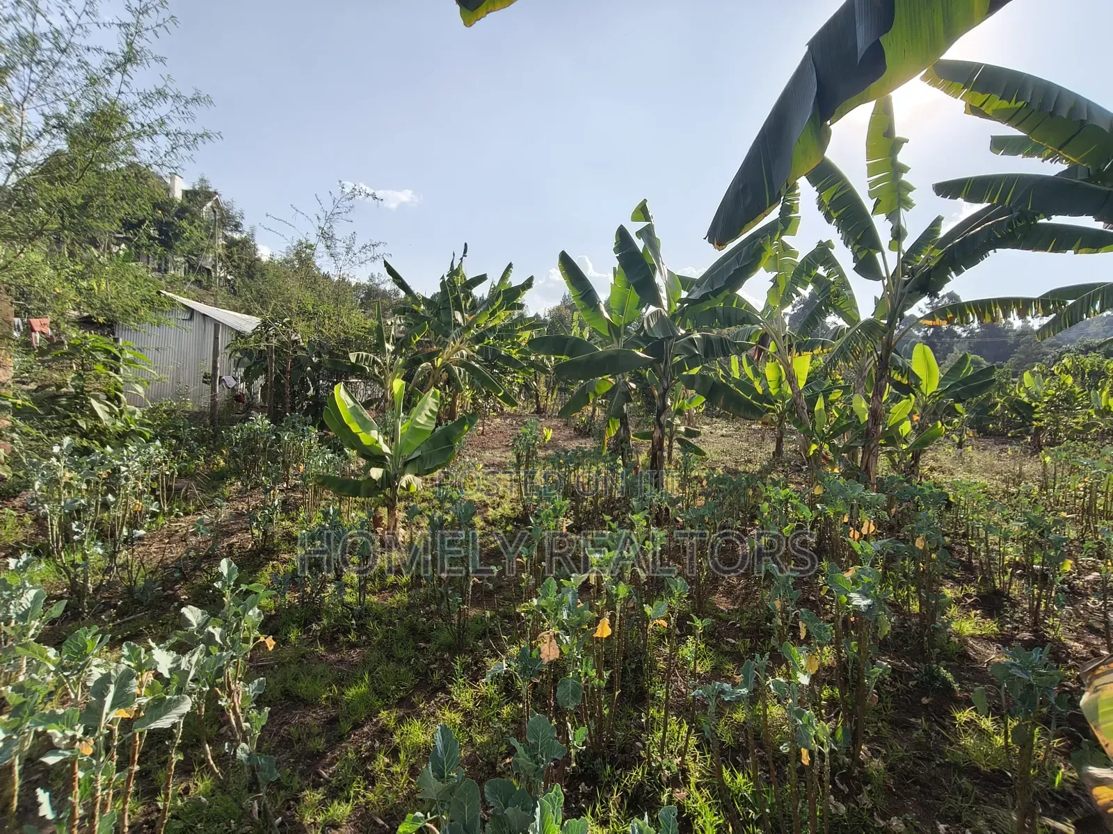 Residential Quarter Acre Plot in Kerarapon Drive, Ngong. Red Soil.