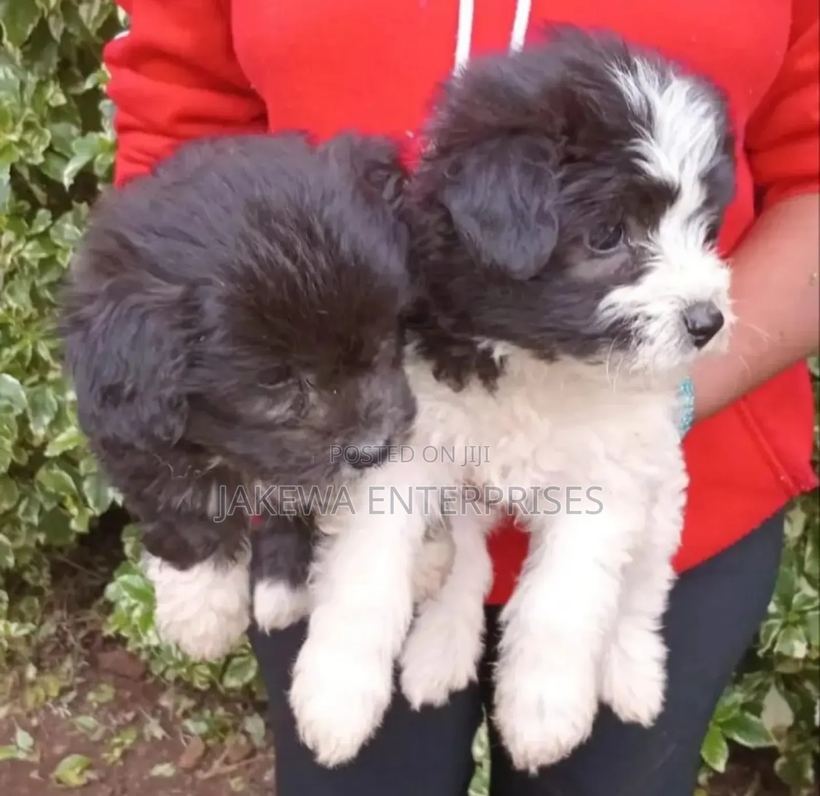 1-3 months Male Purebred Havanese