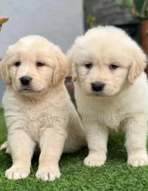 1-3 months Female Purebred Golden Retriever