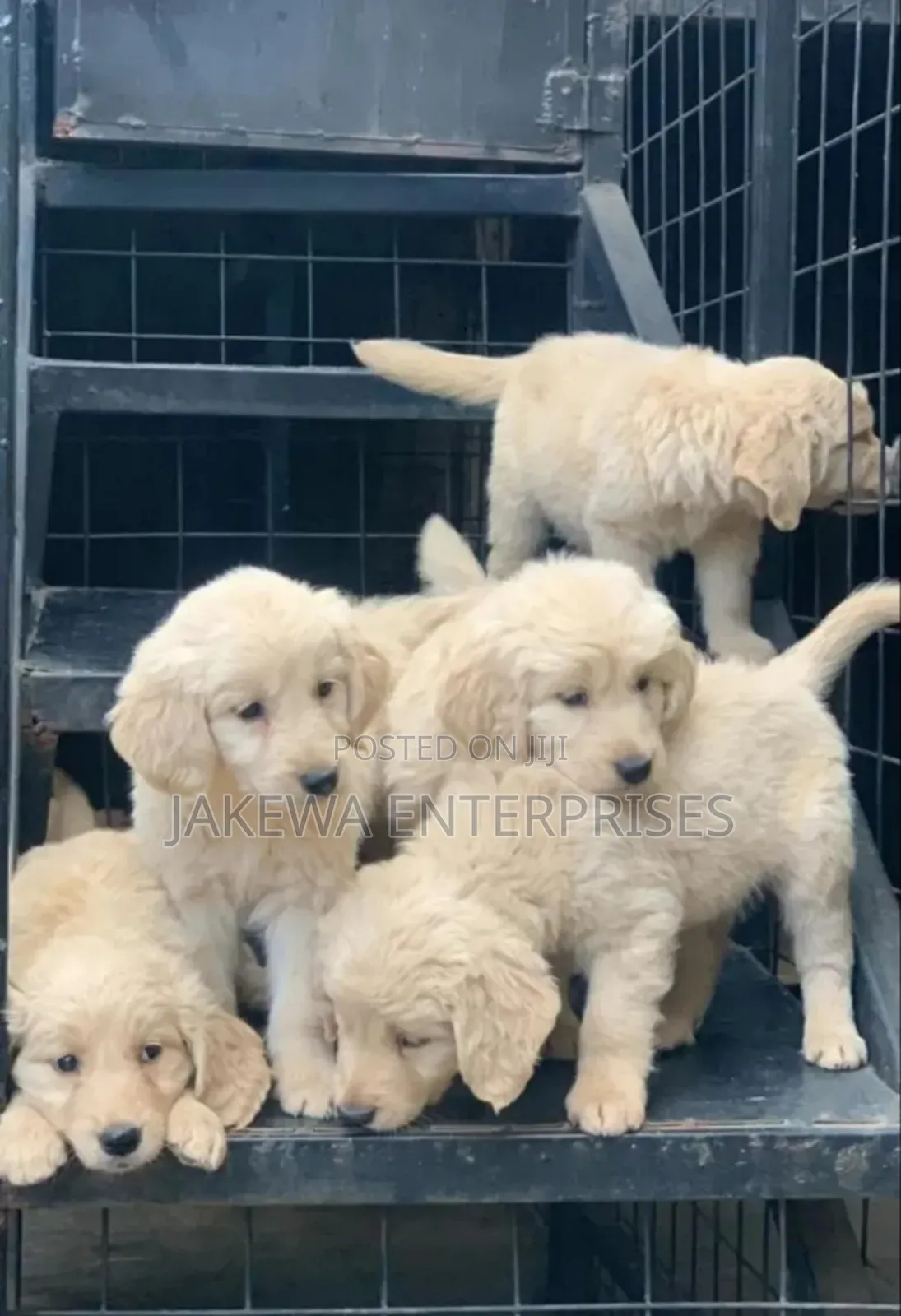 1-3 months Male Purebred Golden Retriever