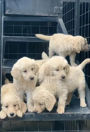 1-3 months Male Purebred Golden Retriever