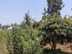 50x100 Plot for Sale in Kamangu Kikuyu Kiambu County.