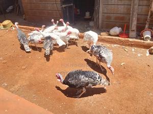 Turkey  Bird - main view