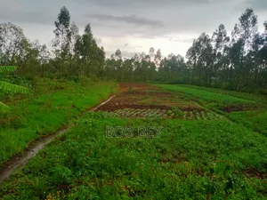 Prime Plot (125x250) for Sale at Rodi Kopany