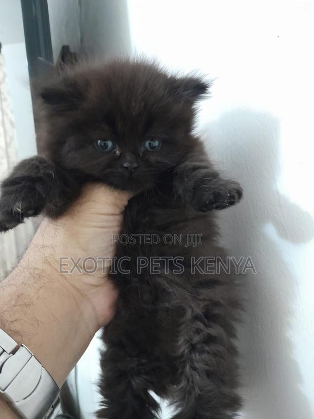1-3 months Male Purebred Persian - main view