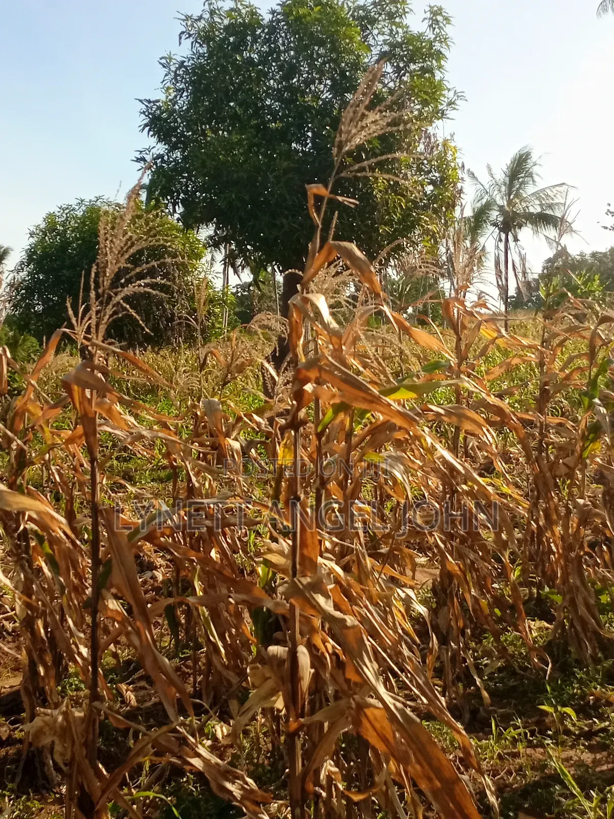 1 Acre for Sale Kikambala