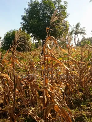 1 Acre for Sale Kikambala