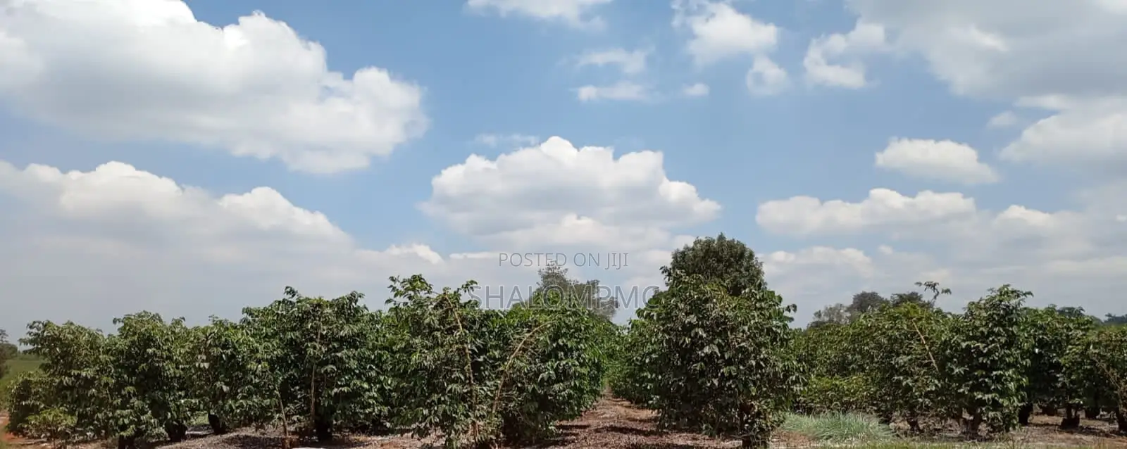 5000 Acres Coffee Farms for Sale in Kiambu County Kenya