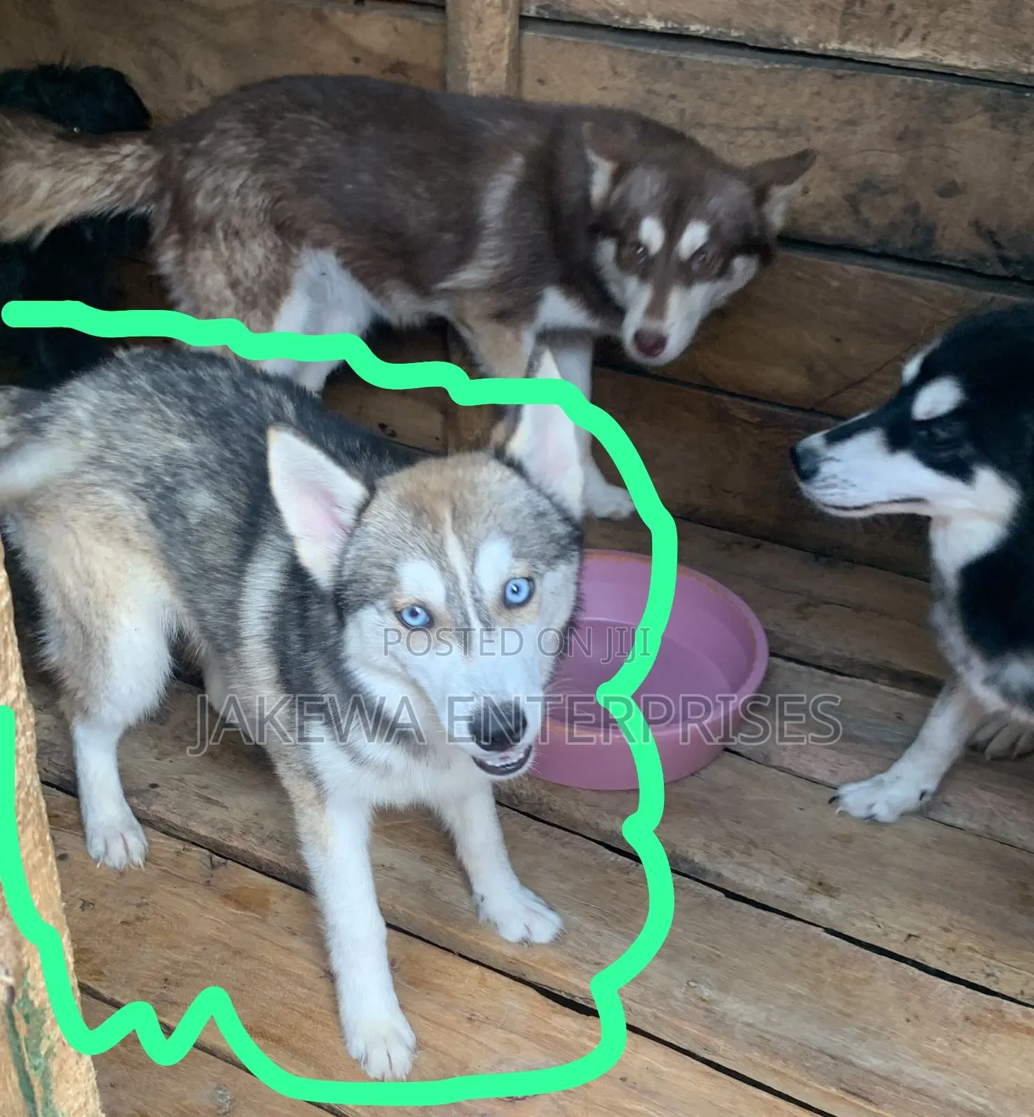 3-6 months Female Purebred Siberian Husky