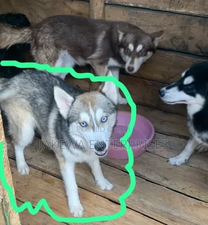 3-6 months Female Purebred Siberian Husky