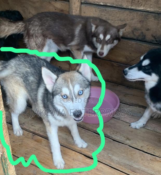 3-6 months Female Purebred Siberian Husky