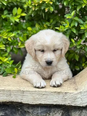 1-3 months Male Purebred Golden Retriever